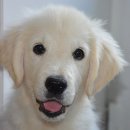 꼬꼬마 강아지 이미지