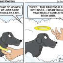 강아지나라 이미지