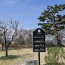 시그니스 | 2026년 벗꽃과 함께 한 시그너스(Cygnus) CC 라운딩