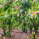 카카오(cacao) 이미지
