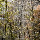 호우주의보(RAINREPORT) 이미지