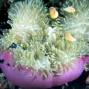 깊은바다 이미지