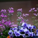 행복한 날 이미지