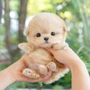 경산서비스 | 경산 강아지 무료분양 후기, 관리와 서비스는 프리미엄급