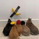 촌돼지짜글이 이미지