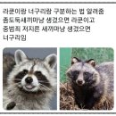 라쿤(Racoon) 이미지