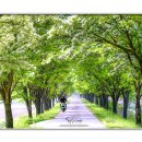 이팝나무길 이미지