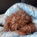 도안 ECO 종합동물병원 이미지