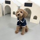 땡일리 애견 유치원 이미지