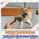 원덴탈 | 우리 카노의 건강한 하루 습관 🦷 강아지 덴탈껌 그레인프리 원데이케어 후기