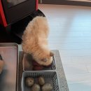 하우디 | 예약 전 필독 경기도 광주 애견동반펜션, 하우디 실제 방문 후기