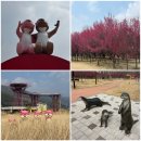 간전중앙로 | [구례가볼만한곳] 섬진강수달생태공원 홍매화 산책 다녀온 후기 (26.03.09)