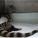 부산동물병원 제넷 이미지