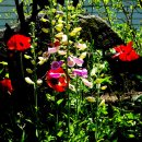 회현농장 이미지