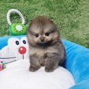 김제강아지 이미지