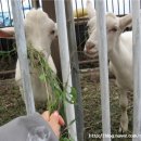 초롱목장 이미지