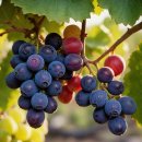 자인메드 이미지