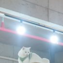 고양이살롱앤카페 이미지