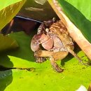 마당민박 이미지