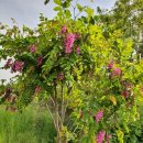 피내농장 이미지