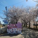 상상12호남일 | 2026 김포 계양천 벚꽃축제 벚꽃길 벚꽃명소 주차 4월7일 오전기준