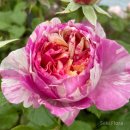 금메달 농장 | :: 실내에서 이만큼~