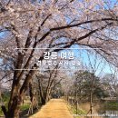 경포호수 4 | 봄 국내여행 강릉 가볼만한 곳 경포호수 벚꽃 실시간 후기 주차장