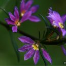 인간과허브 이미지