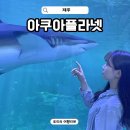 놀부서귀포점 | 제주 아쿠아플라넷 할인받는 방법 비오는날 제주 실내 가볼만한곳 추천