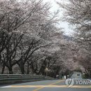 마스크 벗고 가보자! 벚꽃 축제 알아보기 이미지