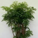 이화꽃전시장