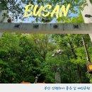 대신공원 숲길 | 부산 힐링명소 걷기좋은 편백숲길 대신공원 주차장