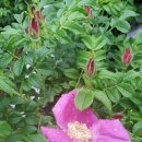 꿈에본펜션 이미지