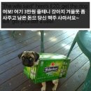 강아지 와요와요 이미지