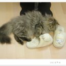 서하네 이미지