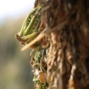 외암 민속마을 겨울준비 그리고 집 막걸리... 맛집에나 포스팅해야되나? 여행지에다 하나? 이미지