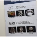 덕진구동물병원, 올리몰스동물메디컬센터에서 느낀 특별한 경험