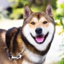 평화볼트 이미지