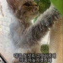 야옹아놀자캣카페 - 연수구 샘말로8번길 7-7 | 야옹아놀자캣카페