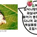 복숭아~복숭아충해-복숭아심식나방, 복숭아농사,복숭아재배,복숭아피해,복숭아농원