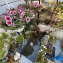 마르아줄 이미지