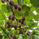 제주골드 민박 이미지