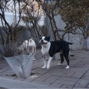 남서울펫호텔 이미지