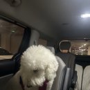 대전펫택시 이미지