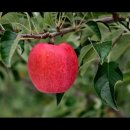 소보농장 | 내가 직접 기른 군위소보 부사사과, 아리수사과, 사과즙 홍보합니다! 정직한 맛에 반할거예요~^^