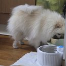 쥬쥬펫 | [내돈내산]후기 강아지 간식 추천 듀먼 자연간식 루이 쥬쥬 라떼 먹방 폭발