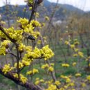 고향에봄 이미지