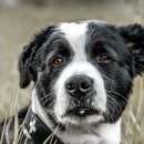 사바나동물병원 이미지