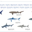 제주해양동물박물관 이미지