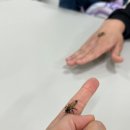 경북놀거리 대구근교체험 천연벌꿀체험 꿀벌인 이색체험